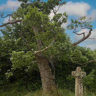 Stumpy Oak and Hawson Cross